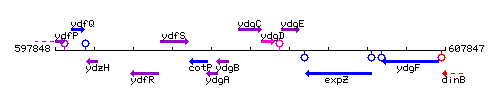 YdgC context.gif