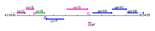 YclG context.gif