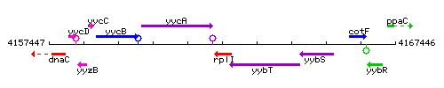 RplI context.gif